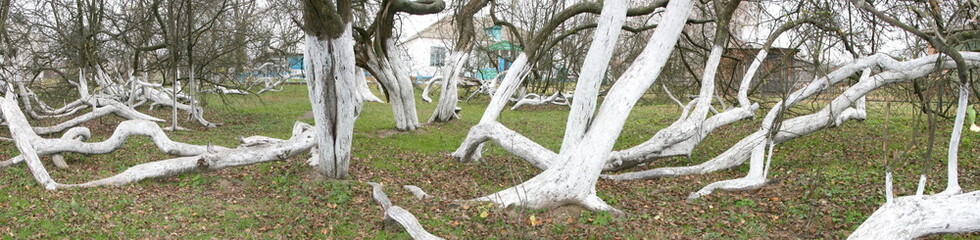 Marvelous ancient 200 years old apple orchard-colony of 15 intricately curved trees in Krolevetz, Ukraine