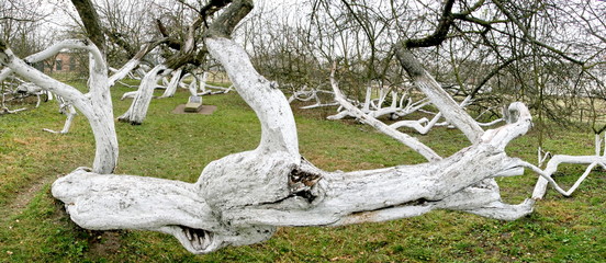 Marvelous ancient 200 years old apple orchard-colony of 15 intricately curved trees in Krolevetz,...