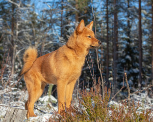 Finnish Spitz puppy standing in boreal forest on a sunny winter day
