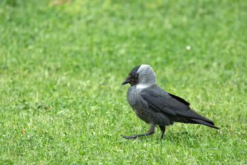Eurasian Jackdaw (Corvus monedula) walks on the lawn
