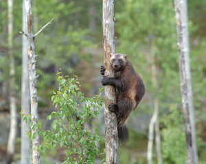 Endangered Wolverine (Gulo gulo) climbs to the tree