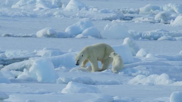 Polar Bear with cub