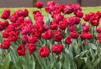 red tulips flowers blooming in a garden