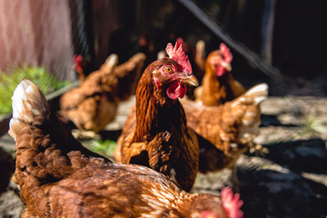 Chickens on poultry farm