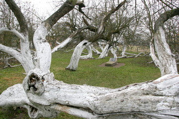 Marvelous ancient 200 years old apple orchard-colony of 15 intricately curved trees in Krolevetz,...