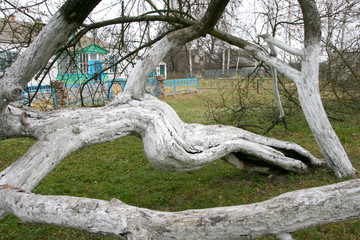 Marvelous ancient 200 years old apple orchard-colony of 15 intricately curved trees in Krolevetz,...