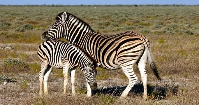Zebra with calf Etosha, Namibia, Africa safari wildlife