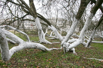 Marvelous ancient 200 years old apple orchard-colony of 15 intricately curved trees in Krolevetz,...