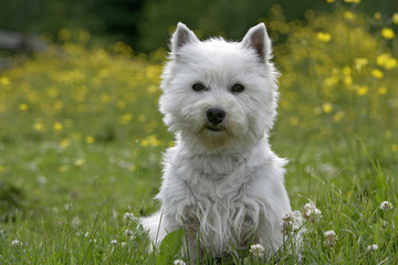 West-highland white terrier sitting in meadow with yellow flowers, watching interested.