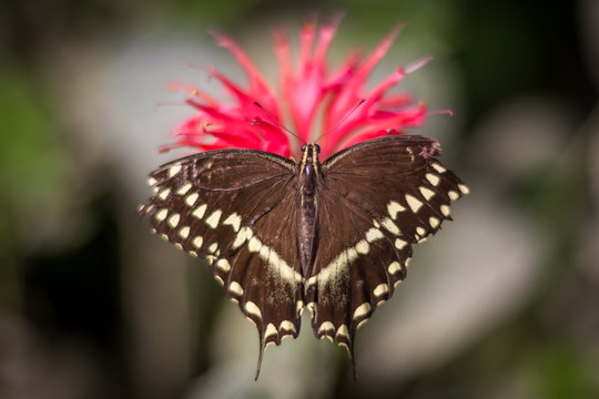 butterfly on plant