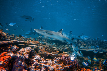 Whitetip reef sharks in natural habitat
