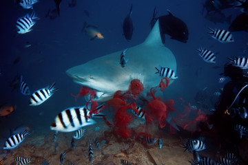 Shark caught prey underwater