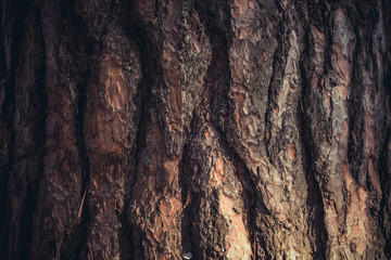Texture of pine bark
