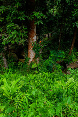 Fototapeta premium Fern bushes in a forest covered with moss