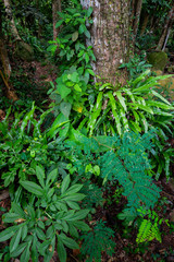 Fototapeta premium Trees with moss surrounded by fern plants on the forest floor taken at the temperate Rain Forest 