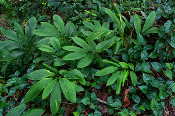 bushes in a forest covered with moss