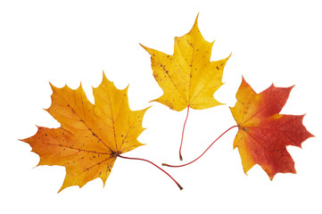 Red and yellow maple leaves on white background