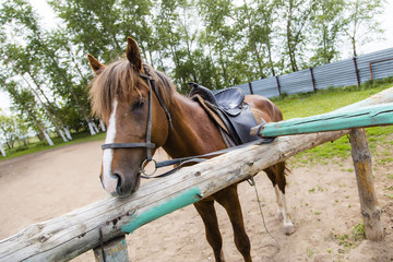 just horse again
