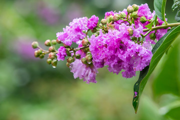 fresh Salao flower with natural blurry background