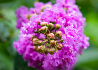 fresh Salao flower with natural blurry background
