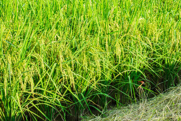Rice field in Thailand. 