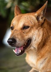 Thai red dog sitting with open mouth