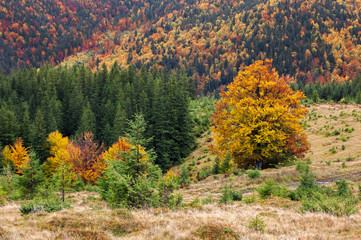 Autumn landscape in a mountain forest