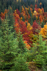 Autumn forest in the mountains