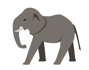Gray elephant. Flat vector illustration. Isolated on white background