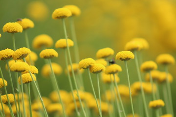 Sommerblumen scharf im unscharfen