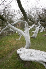 Marvelous ancient 200 years old apple orchard-colony of 15 intricately curved trees in Krolevetz, Ukraine