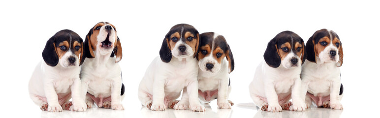 Six beautiful beagle puppies