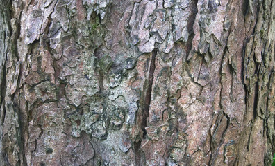 Minsk, Belarus, 07/15/2018 Fragment of the bark of the old tree