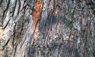 Minsk, Belarus, 07/15/2018 Fragment of the bark of the old tree