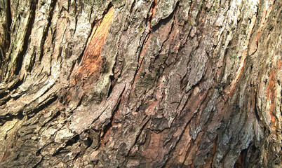 Minsk, Belarus, 07/15/2018 Fragment of the bark of the old tree