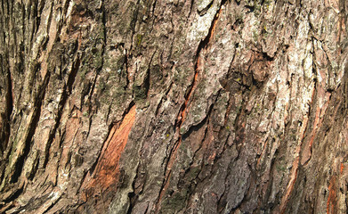 Minsk, Belarus, 07/15/2018 Fragment of the bark of the old tree