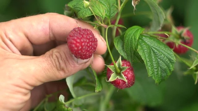 Raspberry in the hand of a man