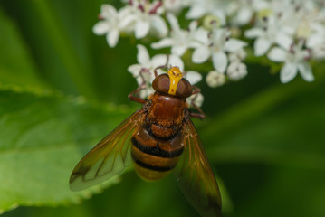 Hornissen Schwebfliege saugt Nektar an einer Blüte