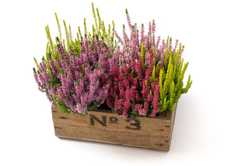 Besenheide (Calluna vulgaris)