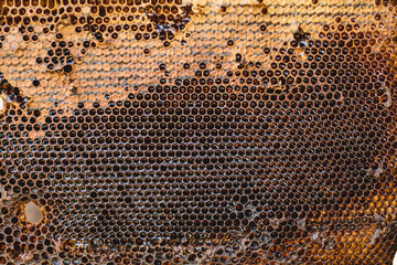 Background hexagon texture, wax honeycomb from a bee hive filled with golden honey. Honeycomb macro yellow sweet honeys from beehive. Honey nectar of bees honeycombs