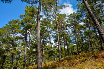Fototapeta premium trees forest