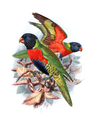 Illustration of bird