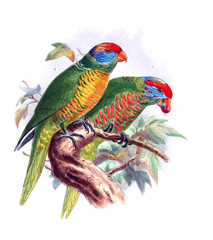 Illustration of bird