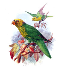 Illustration of bird