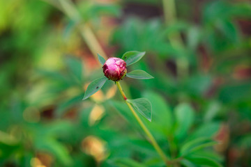 Beautiful peony flower isolated on nature green background