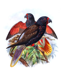 Illustration of bird