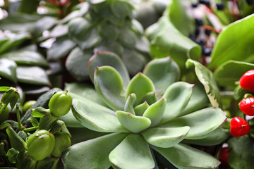 Creative flower bouquet with succulents as gift, closeup