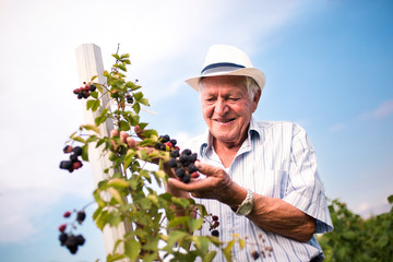 Senior man picking blackberries in an orchard