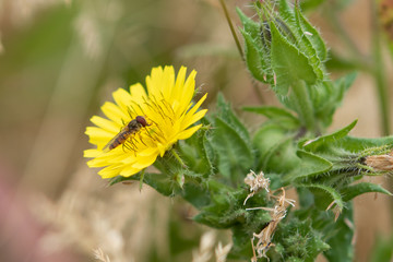 Hoverfy On Dandelion