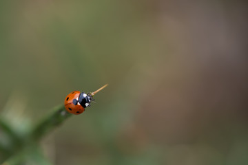 Fototapeta premium Ladybird